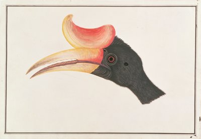 Rhinoceros Hornbill, from Drawings of Birds from Malacca, c.1805-18 by Chinese School